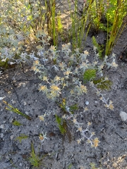 Helichrysum litorale