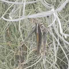 Schistocerca pallens