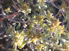 Helichrysum litorale