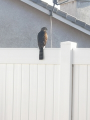 Accipiter cooperii