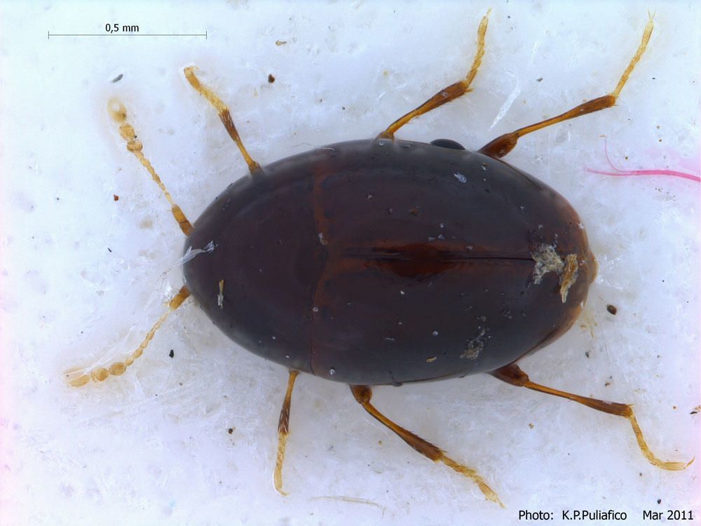 Baeocera epipleuralis