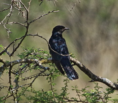 Cuculus clamosus clamosus