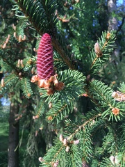 Abies koreana
