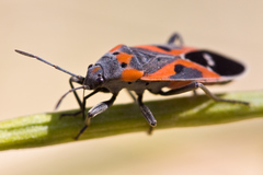 Lygaeus kalmii kalmii