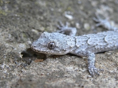 Mediodactylus orientalis