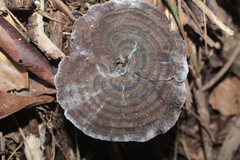 Sanguinoderma