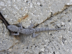 Mediodactylus orientalis