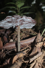Sanguinoderma