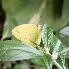 Eurema hecabe