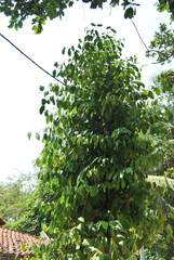 Gnetum gnemon