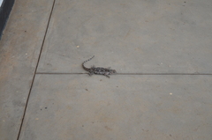 Acanthocercus cyanocephalus