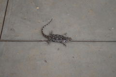 Acanthocercus cyanocephalus