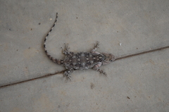 Acanthocercus cyanocephalus