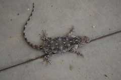 Acanthocercus cyanocephalus