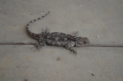 Acanthocercus cyanocephalus