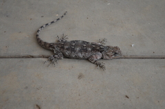 Acanthocercus cyanocephalus