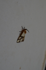 Anaphe