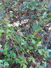 Ageratina jucunda