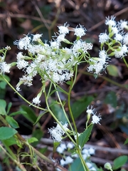 Ageratina jucunda