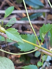 Ageratina jucunda
