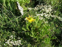 Ranunculus peduncularis