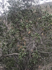 Comarostaphylis diversifolia diversifolia