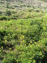 Ranunculus peduncularis