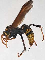 Polistes xanthogaster
