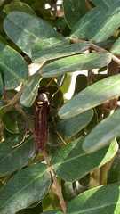 Polistes xanthogaster