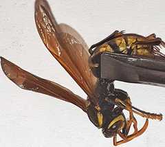 Polistes xanthogaster