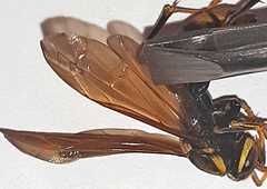 Polistes xanthogaster