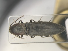Agriotes fucosus