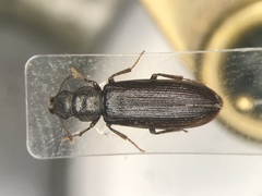 Lecontia discicollis