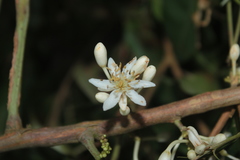 Lindackeria paludosa
