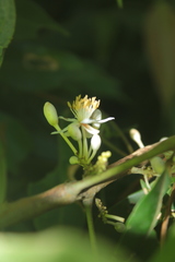 Lindackeria paludosa