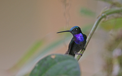 Campylopterus villaviscensio