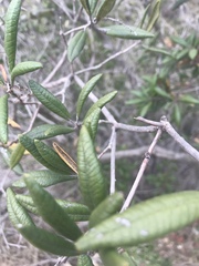 Comarostaphylis diversifolia diversifolia