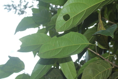 Lindackeria paludosa