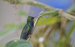 Campylopterus villaviscensio