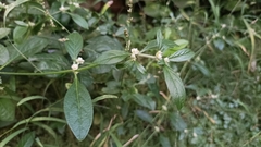 Alternanthera