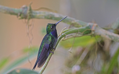 Campylopterus villaviscensio