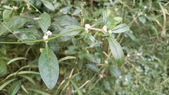 Alternanthera