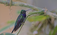 Campylopterus villaviscensio