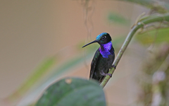 Campylopterus villaviscensio