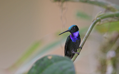 Campylopterus villaviscensio