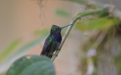 Campylopterus villaviscensio