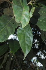 Lindackeria paludosa