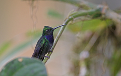Campylopterus villaviscensio