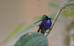Campylopterus villaviscensio
