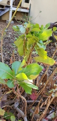 Stephanomeria blairii